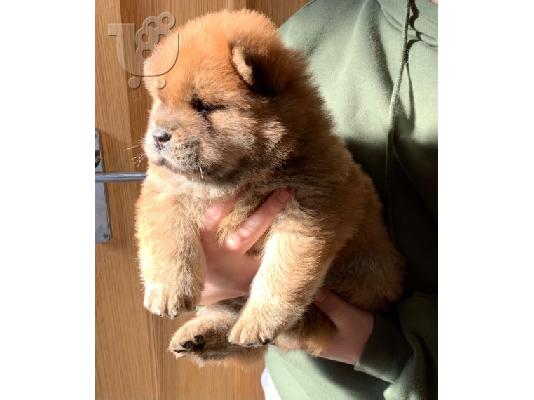 Κουτάβια Chow Chow διαθέσιμα.